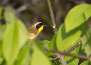 Yellow-throated warbler (photo credit: Robert A. Jonas)