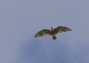 Hawk over big pond, Ashfield