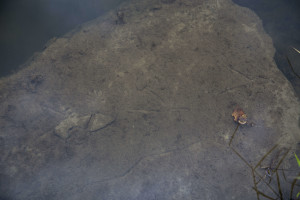 Heron & Otter Tracks