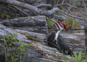 Pileated woodpecker