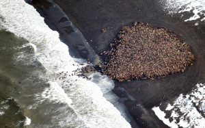 Pacific walrus looking for places to rest in the absence of sea ice are coming to shore in record numbers.  Source: AP Photo/NOAA, Corey Accardo 