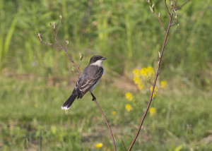 Kingbird, photo by Robert A. Jonas