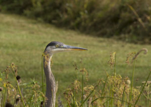 Heron beside Ashfield pond. Photo credit: Robert A. Jonas